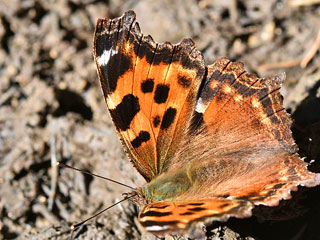 Nymphalis vaualbum Compton Tortoisehell