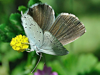 Weibchen Sdlicher Kurzgeschwnzter Bluling Cupido alcetas Provencal Short-tailed Blue