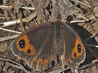 Erebia neoridas  Franzsischer Mohrenfalter  Autumn Ringlet