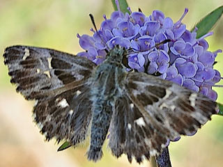 Heilziest-Dickkopffalter Carcharodus flocciferus Tufted Marbled Skipper Carcharodus orientalis