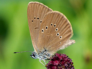 Dunkler Wiesenknopf-Ameisenbluling Glaucopsyche (Maculinea) nausithous Dusky Large Blue