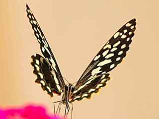 Papilio demodocus  Citrus Swallowtail