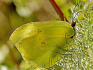 Teneriffa-Zitronenfalter Gonepteryx cleobule