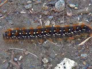 Alpen-Wollafter Eriogaster arbusculae 