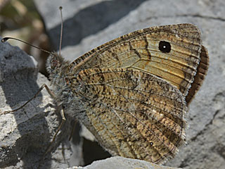Pseudochazara graeca  Grecian Grayling