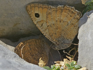 Pseudochazara graeca  Grecian Grayling