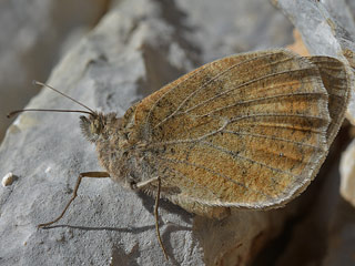Pseudochazara graeca  Grecian Grayling