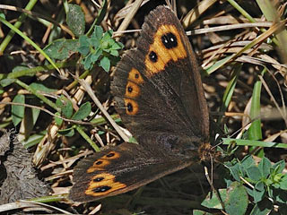 Erebia neoridas  Franzsischer Mohrenfalter  Autumn Ringlet