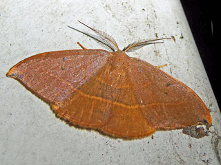 Watsonalla uncinula  Bluglnzender Eichensichler , Spiny Hook-tip