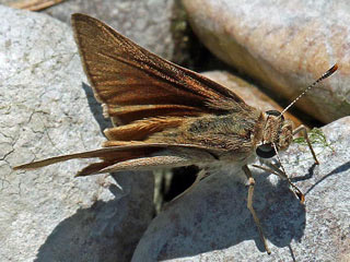 Gegenes nostrodamus  Mediterranean Skipper