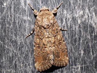 Spodoptera  cilium   Dark Mottled Willow