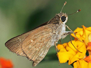 Gegenes pumilio  Gegenes nostrodamus  Pigmy Skipper  Mediterranean Skipper