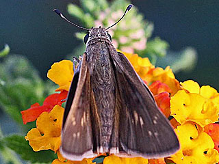 Gegenes pumilio  Gegenes nostrodamus  Pigmy Skipper  Mediterranean Skipper