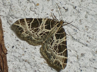 Eustroma reticulata  Netzspanner Netted Carpet