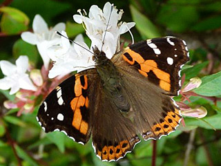 Vanessa indica  Indischer Admiral  Indian Red Admiral