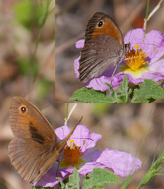 Maniola cypricola