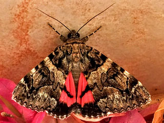 Catocala coniuncta , conjuncta , schmetterling, Ordensband