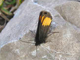 Riesengebirgsspanner Psodos quadrifaria