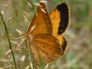 Isturgia limbaria (FABRICIUS, 1775) - Schwarzgesumter Besenginsterspanner Frosted Yellow 