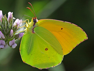 Teneriffa-Zitronenfalter Gonepteryx cleobule