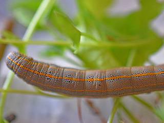 Raupe  Aedia leucomelas