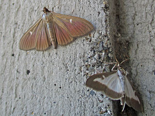 Cydalima perspectalis Buchsbaum-Zünsler   Box Tree Moth