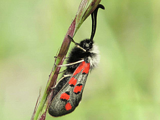 Zygaena rhadamanthus