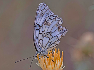 Melanargia russiae (ESPER, [1783]) 