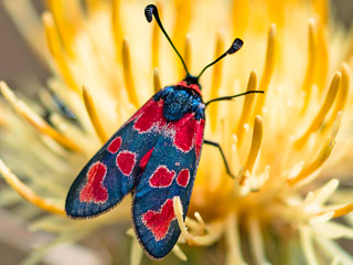 Zygaena fraxini  