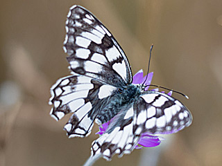 Melanargia russiae (ESPER, [1783]) 
