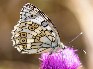 Melanargia russiae (ESPER, [1783]) 