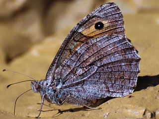 Hipparchia mersina  Samos Grayling