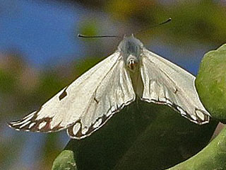 Belenois aurota