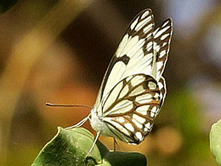 Belenois aurota