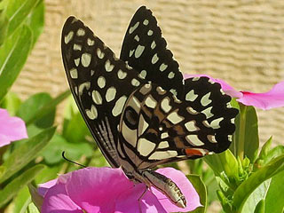 Papilio demoleus  Chequered Swallowtail Lime 