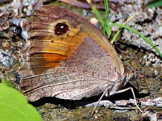 Maniola telmessia