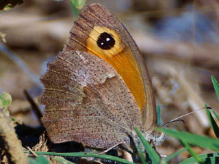 Maniola telmessia