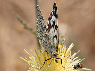 Melanargia russiae (ESPER, [1783]) 