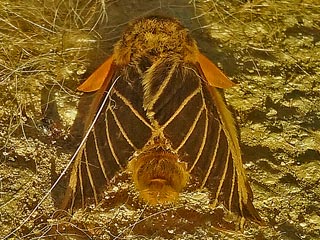 Lemonia philopalus