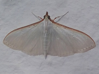 Palpita vitrealis  - lbaumznsler, Olivenbaumznsler , Jasmine Moth