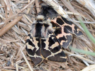 Artimelia latreillii 