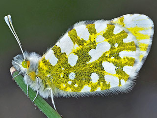 Gesprenkelter Gebirgs-Weiling   Euchloe simplonia