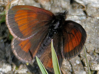 Erebia mnestra