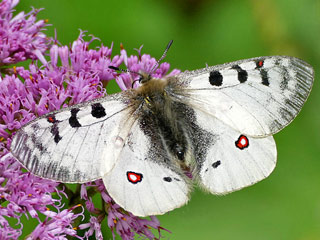 Hochalpen-Apollo  Parnassius phoebus Small Apollo