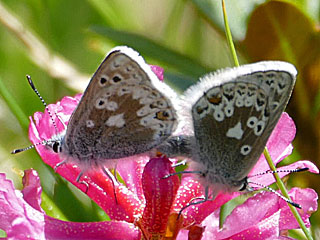 Plebeius glandon  Dunkler Alpenbluling  Glandon Blue