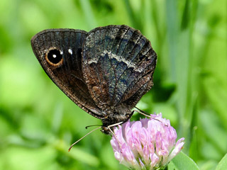 Satyrus actaea  Black Satyr