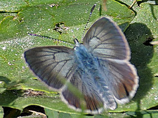 Aricia nicias