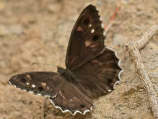 Hipparchia ( Pseudotergumia ) fidia Striped Grayling