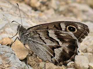 Hipparchia ( Pseudotergumia ) fidia Striped Grayling