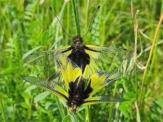 Paarung Libellen-Schmetterlingshaft Libelloides coccajus Ascalaphus libelluloides (10952 Byte)